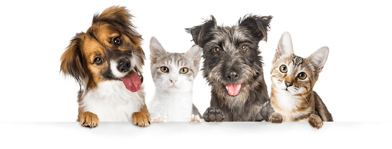 Hunde-Katzen-Gruppe